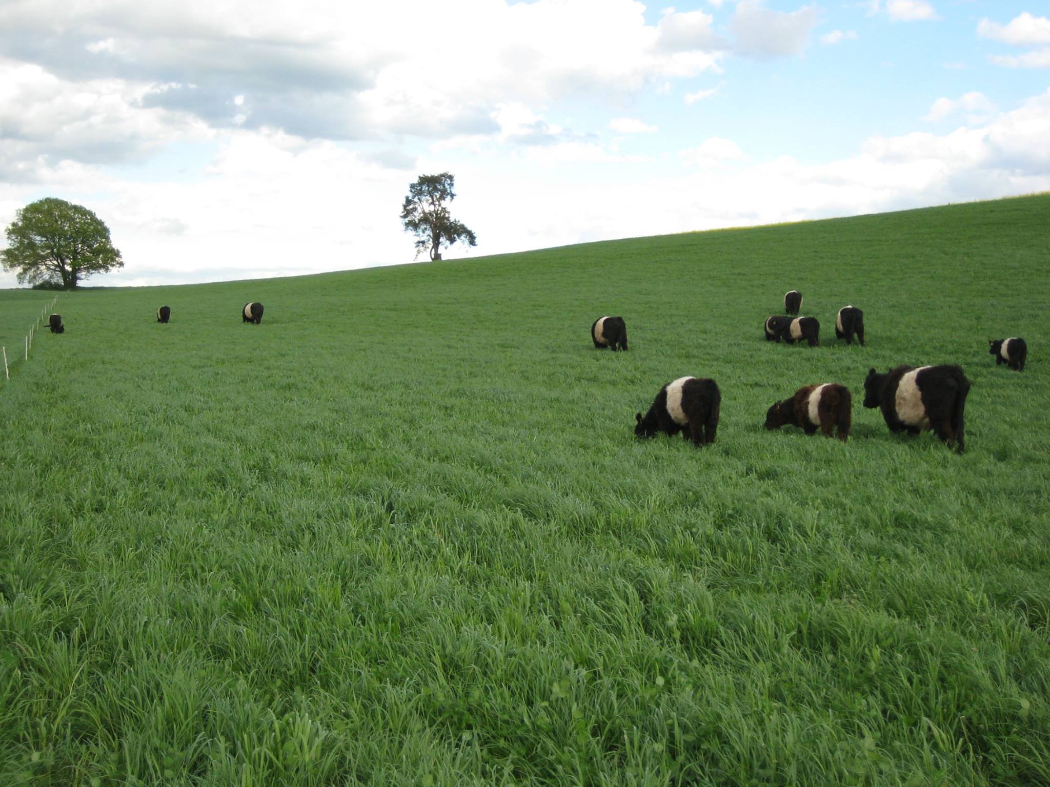 Galloways